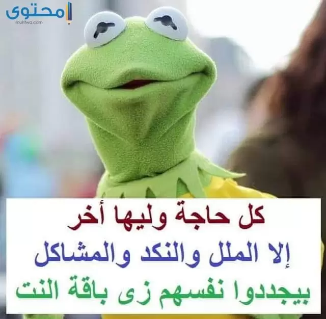 صور الضفدع كيرميت جديدة موقع محتوى