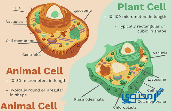 تختلف الخلايا النباتية عن الخلايا الحيوانية في ثلاثة خيارات  