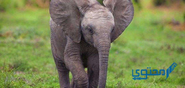 ما هو اسم صغير الفيل؟ وما هي مراحل حياته