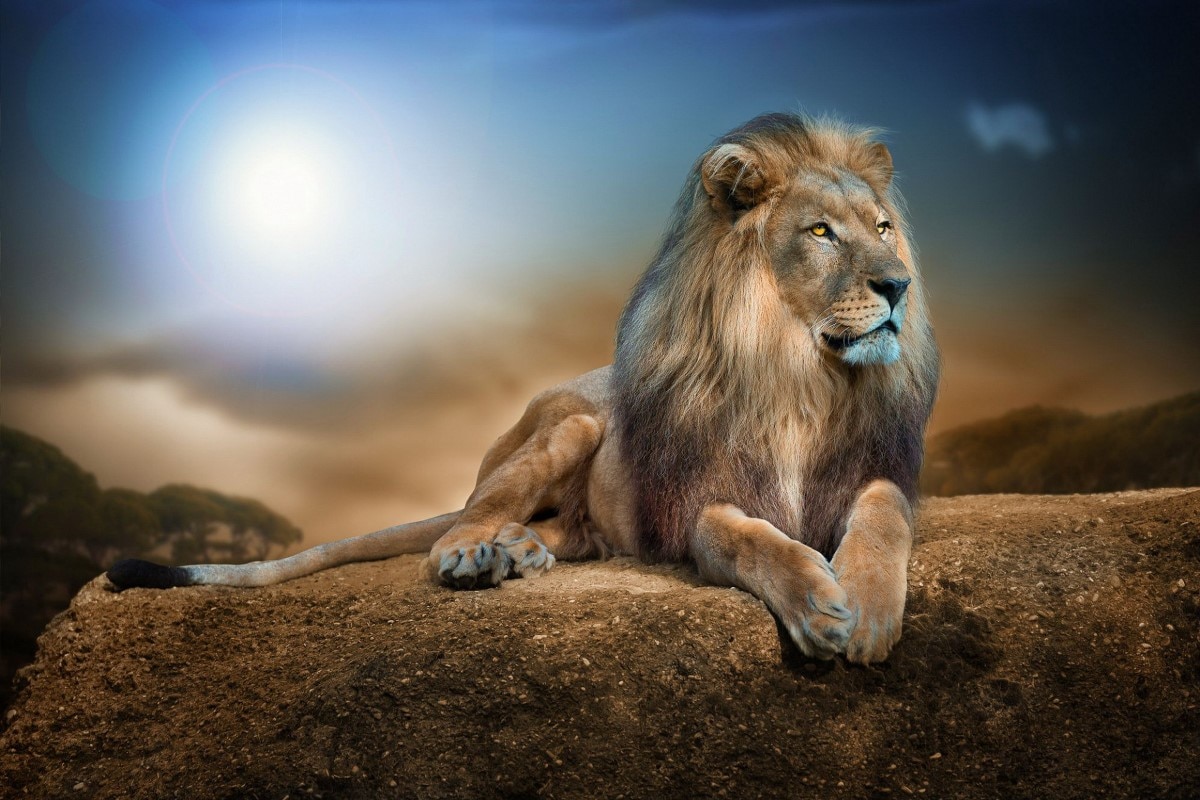 خلفيات وصور أسود ملك الغابة 2025  
