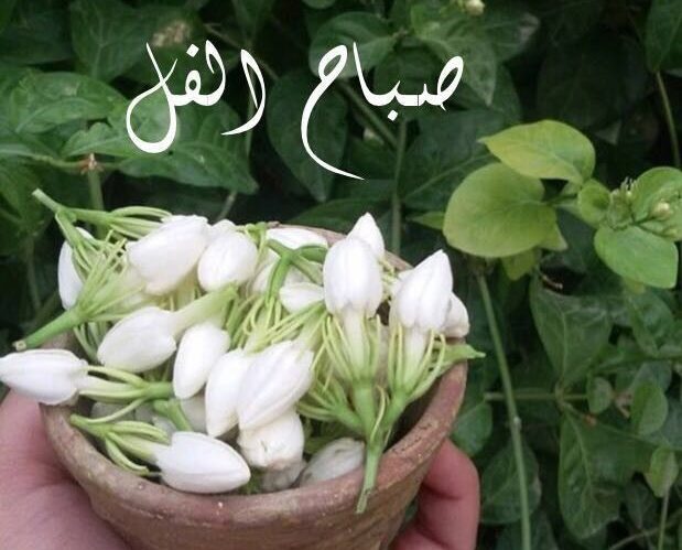 صور صباح الفل جديدة