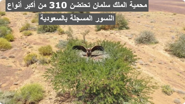 محمية الملك سلمان تحتضن 310 من أكبر أنواع النسور المسجلة بالسعودية