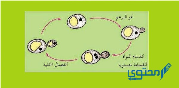 من طرق التكاثر في الطلائعيات التبرعم