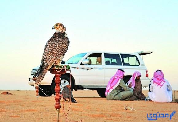 معنى طير شلوى