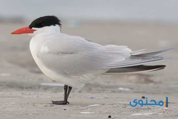 طائر يبدأ بحرف الخاء