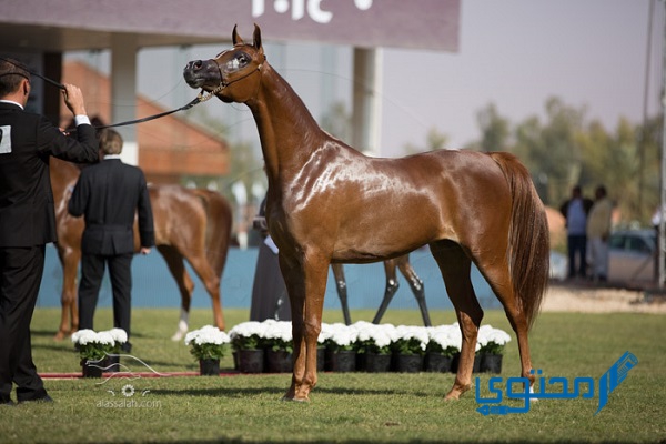 أسماء خيول سعودية مشهورة