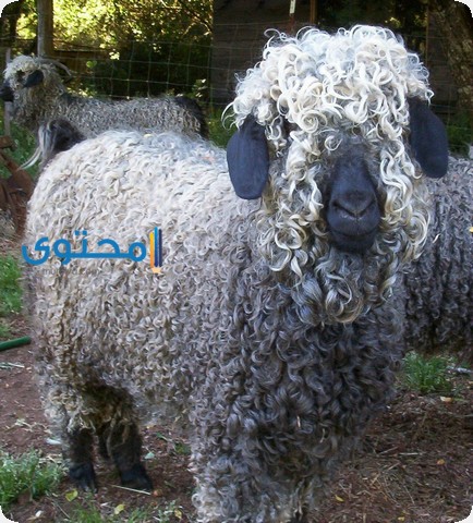 رؤية صوف الغنم في المنام