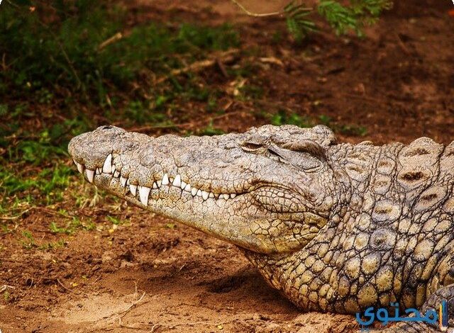 تفسير رؤية التمساح في الحلم لابن سيرين والنابلسي