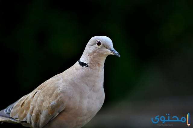 معلومات عن طائر اليمام