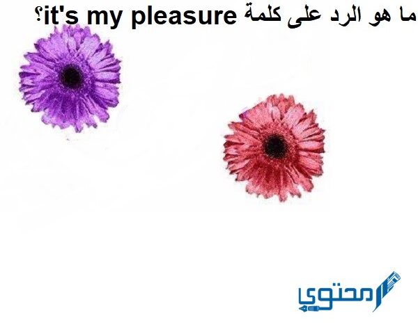 الرد على كلمة it’s my pleasure