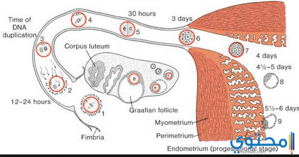 برنامج حساب أيام التبويض للحمل