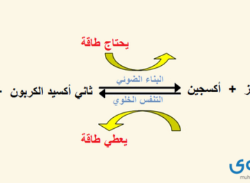 التخمر والتنفس الخلوي