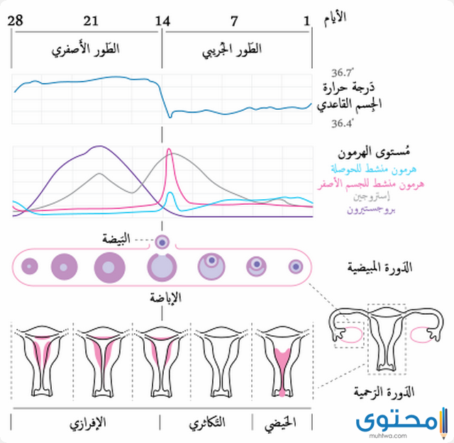 الدورة الشهرية عند المتزوجات