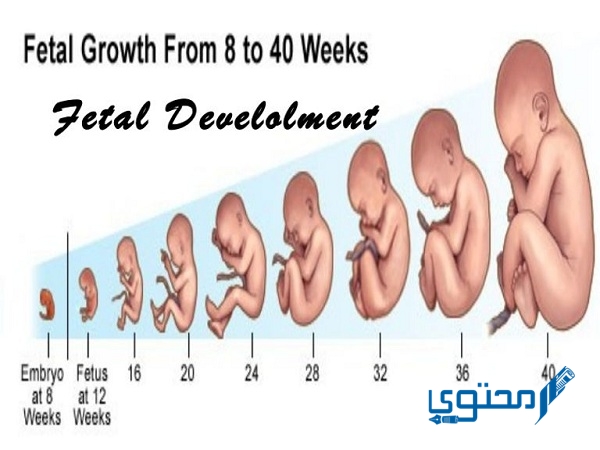 شكل الجنين في الشهر السابع ولد