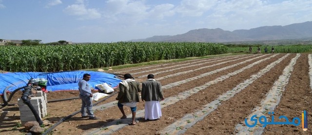 بحث عن الإنتاج الزراعي والسمكي