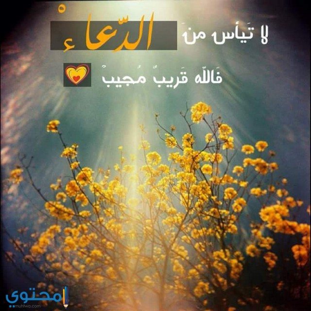 بوستات إسلامية جديدة