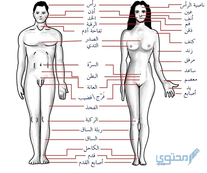 تركيب جسم الإنسان بالتفصيل pdf من  الداخل والخارج