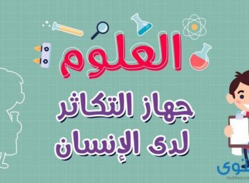 جهاز التكاثر في الإنسان