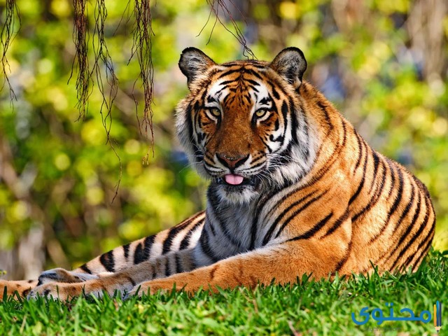 جميع صور حيوانات الغابة HD اجمل صور خلفيات الحيوانات موقع محتوى