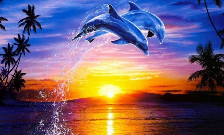 خلفيات وصور دولفين Dolphin بجودة HD