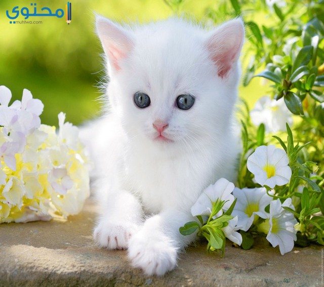 صور قطط كيوت