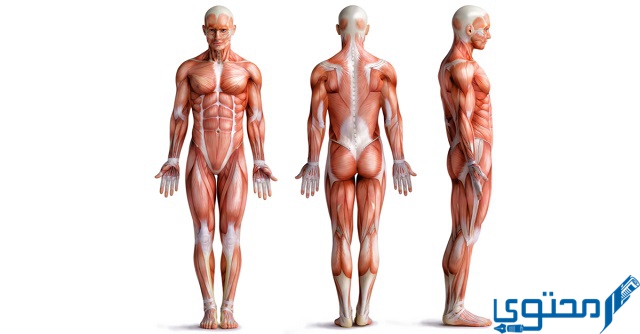 عضلات تمتاز بأنها غير مخططة هي العضلات الجواب