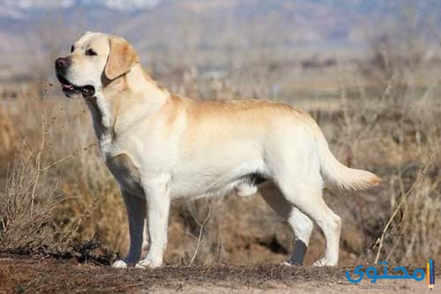 معلومات وصور عن كلب لابرادور labrador ومواصفاته