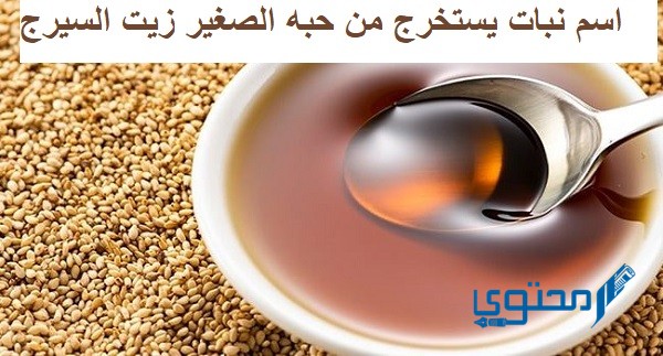 اسم نبات يستخرج من حبه الصغير زيت السيرج