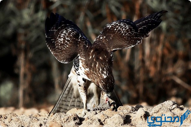 تفسير رؤية هجوم الصقر في المنام