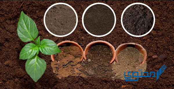 هل تعمل التربة على تثبيت النباتات؟ وما طريقة تهيئة التربة للزراعة