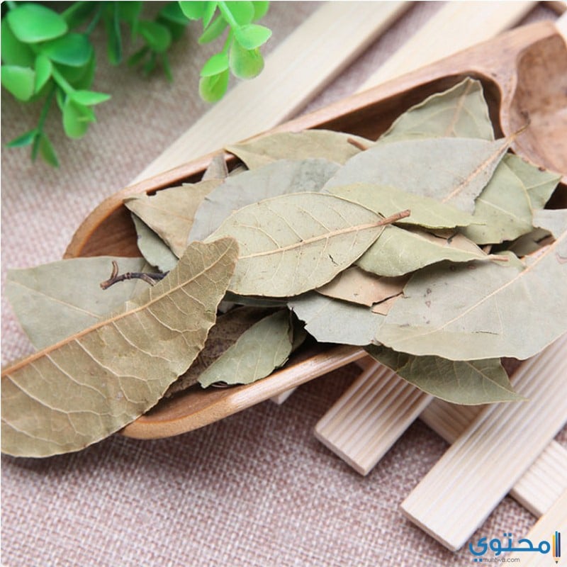 فوائد ورق الغار