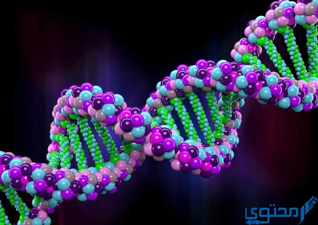 وظائف الحمض النووي الريبي
